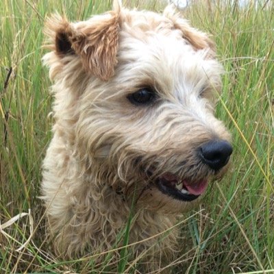Walks, food and sniffing, the 3 best things in my life, oh, and my humans of course. I am naughty sometimes but because I am cute, everyone loves me.