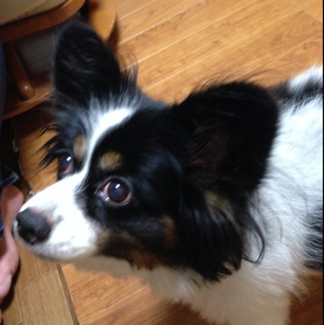 最近犬が俺の部屋に入ってイビキかきながら寝てるのが最高に可愛すぎて……