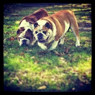 bulldogngawhetu's profile picture. Breeder and exhibitors of the beautiful British Bulldog, French Bulldog and Bassett Hound. In for a good time, not a long time!