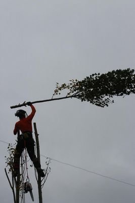 Woodland dwelling tree worker, logger & Timbersports Athlete