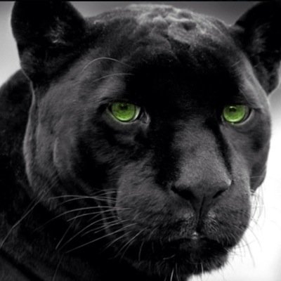 PANTHERSCCHS Profile Picture