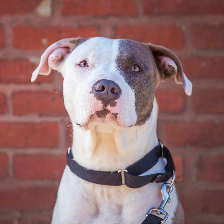 For updates from the BGA, follow @bettergov. Woof.