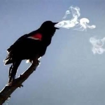 high_thots_'s profile picture. free ya mind