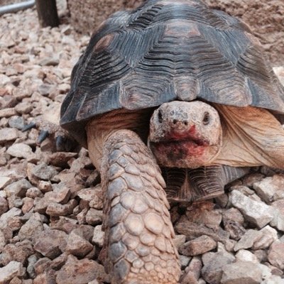 kurtmaahs's profile picture. 