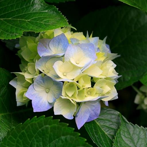 石楠花ってかっこいいよね！ただ、画像がないから紫陽花・・・（シュン