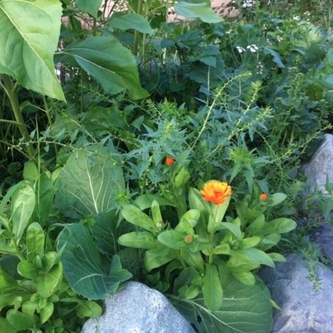 Yarducopia is a program designed for outreach, training, and growing local organic produce via a network of home gardens. blog at http://t.co/XZ4Aywf35j.