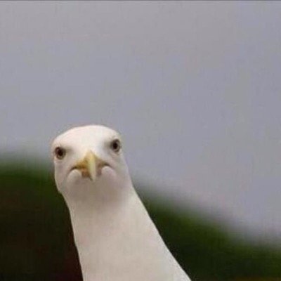 GulllSeagull's profile picture. 