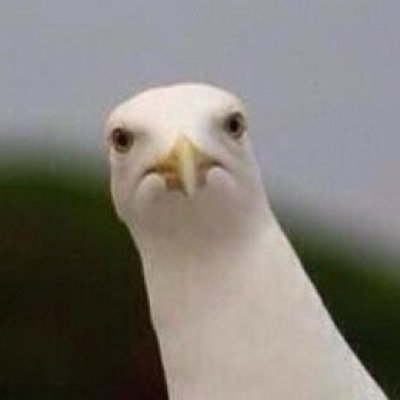GullllllSeagull's profile picture. 