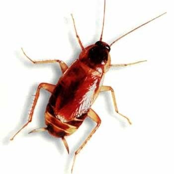 Im a roach and im going to curse you out pusibich