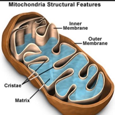 Nolan Mac Ban and Andrew Dietzman run this account, Vote for us on Election Day!                                 Period 4 Honors Biology- Fortunato