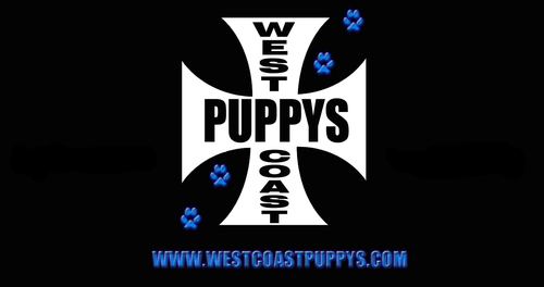 WestCoastPuppys's profile picture. Custom Puppy Baskets and Puppy Sacs...Total Custom stuff for your dog or Puppy !!..