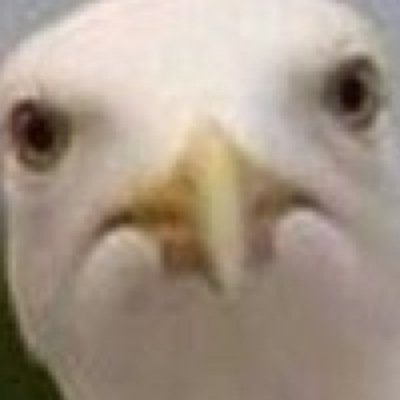 seegull4's profile picture. 