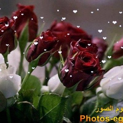 صور رائعة لقطرات الندى كما لم تشاهدها من قبل