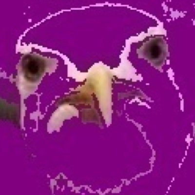 purplegull's profile picture. 