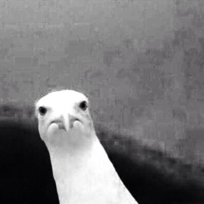 seafuckgull's profile picture. 