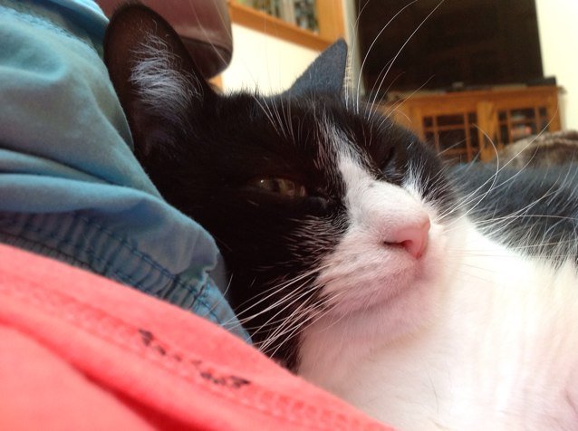 dirienzo_karlie's profile picture. I am a cat lover and i love kittys,evryone knows that Have a wonderful day :)