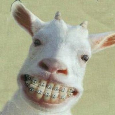 Funny Goat Goatbotsca Twitter