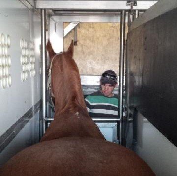 RBDressage's profile picture. 