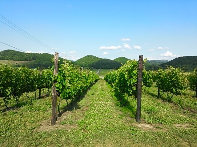 sayuriruchan's profile picture. 福山雅治🩷（BROS16期生）/大泉洋💛TEAM NACS（Thank CUE会員 2007年から）/赤楚衛二♥️（EAWD 2023年から）
洋ちゃん 昭和から騒ぎ☆東京、札幌 /ましゃドームツアー☆ベルーナドーム2days /赤楚くん 朗読劇『検事の死命』初日🤍🤍🤍うましかフェス