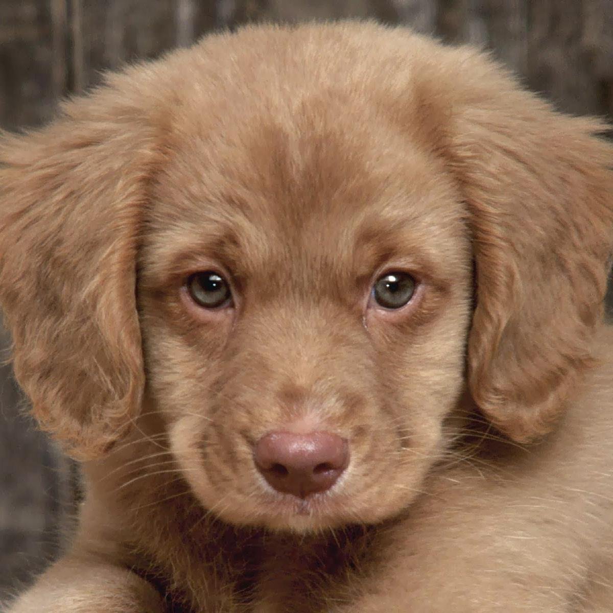 Chocolate Labrador Retriever Puppy with Blue Eyes Baby puppies