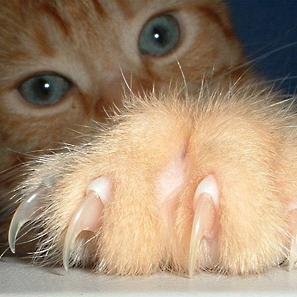 clawsandwings's profile picture. Hailing Lord Helix. Trying to find time for Aion. Post-by-post roleplayeron some forums.