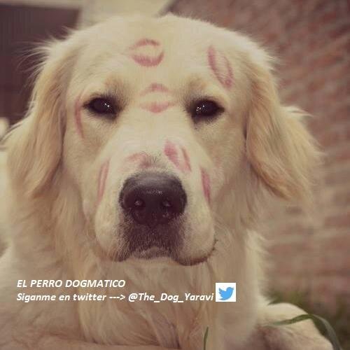 The_Dog_Yaravi Profile Picture