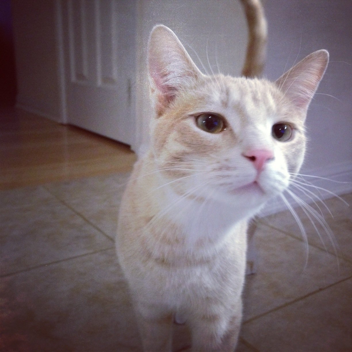 belissimo_d's profile picture. 