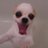 pochomuchopino's profile image