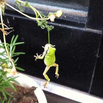 田んぼの用水路でメダカを捕まえたのがきっかけでメダカ飼育をはじめました。火鉢や池をビオトープ化してメダカやドジョウなどを観察していきます。