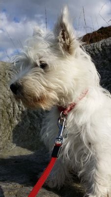 Bury based West Highland Terrier looking after a lovely couple and their frisky kids. Woof! Favourite film: Reservoir Dogs, favourite artist: Kanye Westie.