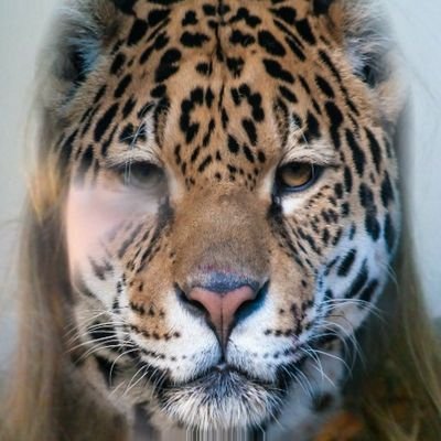 Jesslolz's profile picture. haha lolz