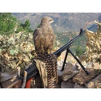 zagros celik (@CelikZagros) | Twitter