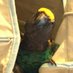 DJ (Stay Home! 😷)🦜🌺🐉🌊 (@djkajibee) Twitter profile photo