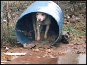NO PUP LEFT BEHIND! BECAUSE TOGETHER WE CAN! Please donate today and help save a life. Right now a dog is being kicked across a room because he didn't listen. S