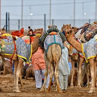 هذا القروب يعرض حلال للبيع و لي يريد يعرض حلال يطرش صوره و معلومات على الواتساب أو على بلاك بيري 00971508872085  هذا رقم فيه واتساب00971551627184
