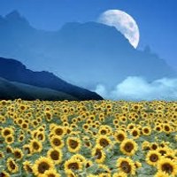 沖縄県住みセフレ募集 (@taisuke22222) 's Twitter Profile