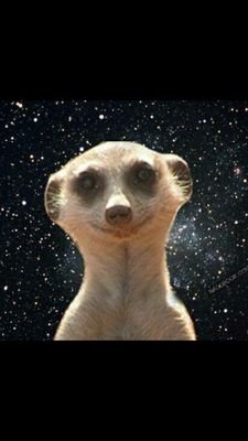 Suricate revendicateur