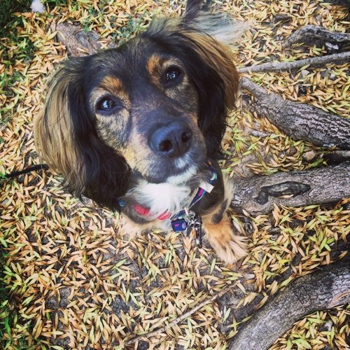 Hi, I'm Freddy! I like rolling in dead things, stepping in my own pee, long walks, and longer naps. @FreddyPickles on Instagram