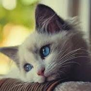 As being a nice cat, I love other cats! Follow me for cute cat shares!