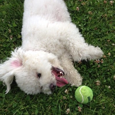 French dog, born to entertain. Enjoy freestyle rapping, aggressive walking and tripping my owners. Hobbies: fetch, bark, eat, sleep