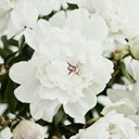 겸 (@0000_0000000) Twitter