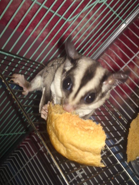 deisuinikki's profile picture. 飲んだくれの酒と音楽とＷＷＥとフクロモモンガのぼやき…三島は良い所だぁ～(￣∀￣)(仮)