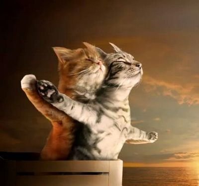 mufasa1024's profile picture. 