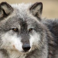 Yury (@yuriy_wolf) 's Twitter Profile