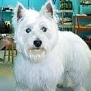 Muddy Paws Grooming is your one-stop shop for all grooming, boarding and training needs.  2234 E 56th Place  Tulsa, OK  74105   (918) 749-5255