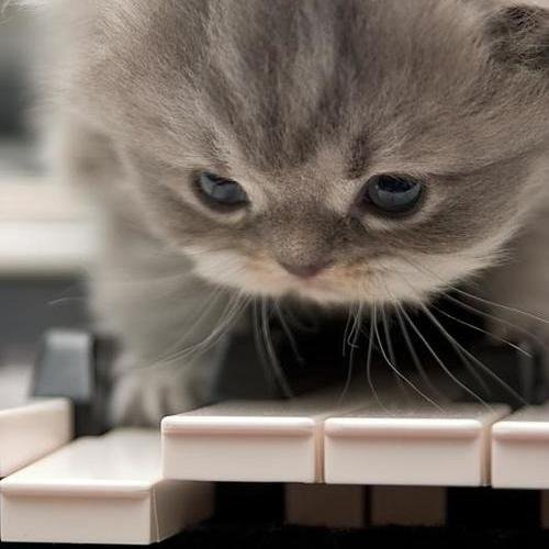 herro =^.^=