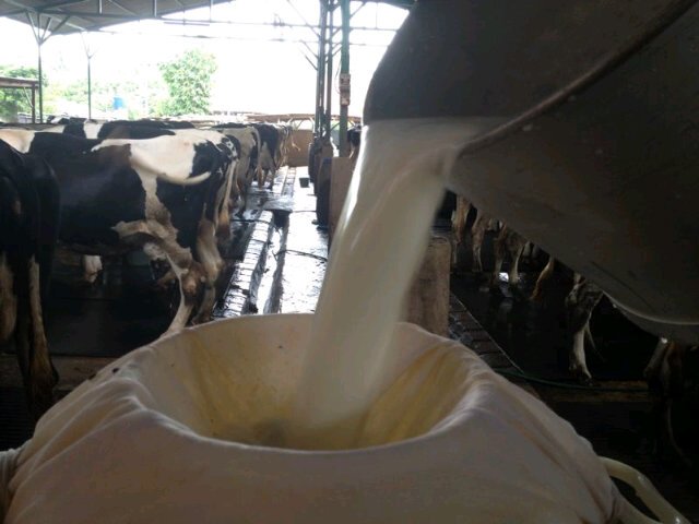 Supllier Hewan Qurban Wilayah Jakarta, Bogor, Depok, Tangerang, Bekasi | Call/SMS/WA 0856 1544 079 BB 22F861A8