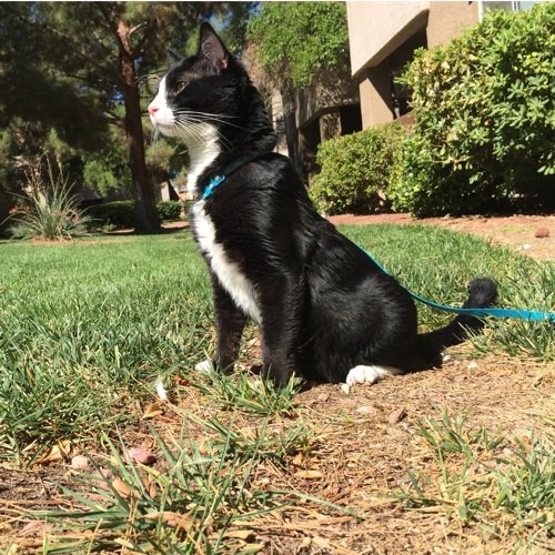 I was a stray cat who decided to start playing with @Zazzy_Cicero. I cuddle with @kimkennedy06 most nights and whine for @justinyost to walk me during the day.