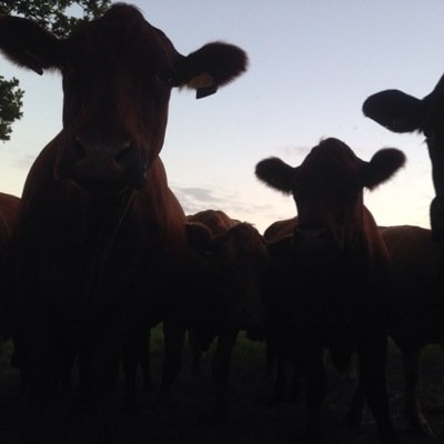 hayward_stella's profile picture. 