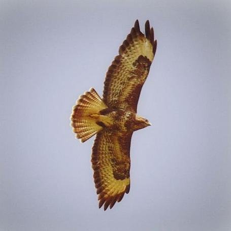 Loves - Country life, Photography, Wildlife, Movies, London